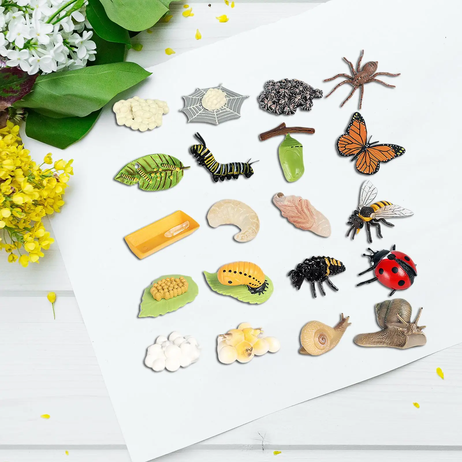 Insect Life Cycle Figurines Science Cognition Educational Toys School for Kids