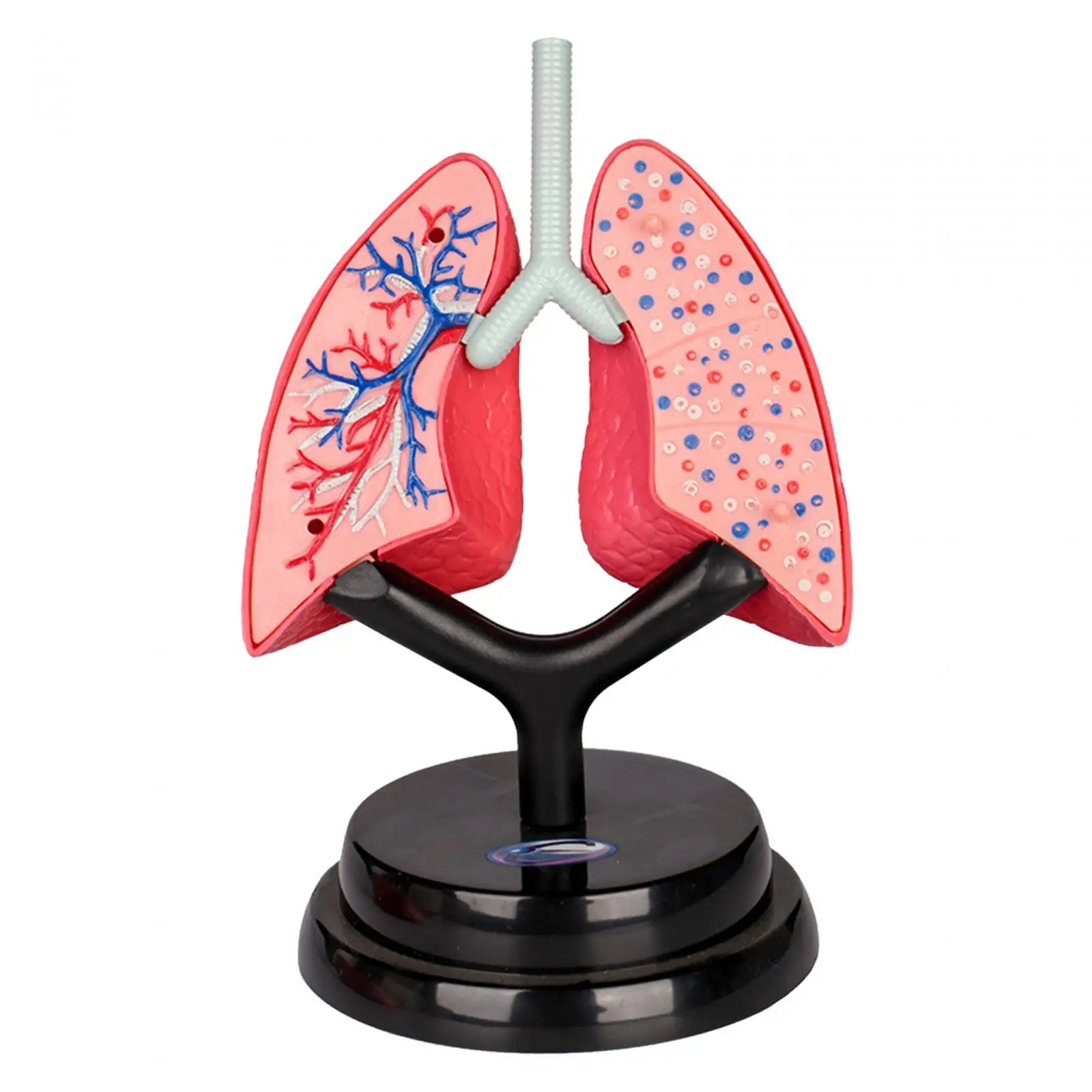 Respiratory System Model Removable Teaching Tool Organ Model for Demonstration Science Learning Home Spatial Awareness Preschool