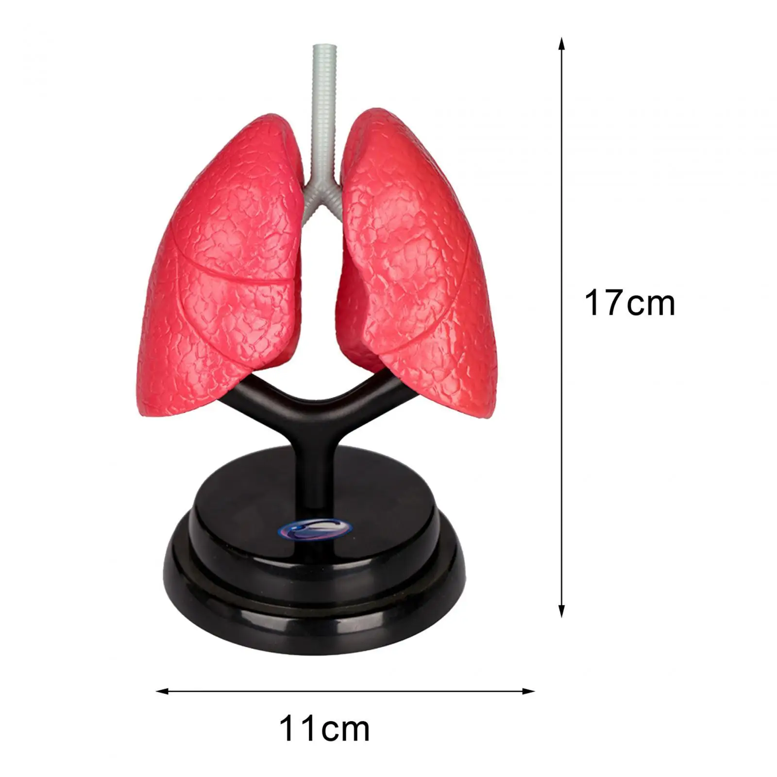 Respiratory System Model Removable Teaching Tool Organ Model for Demonstration Science Learning Home Spatial Awareness Preschool