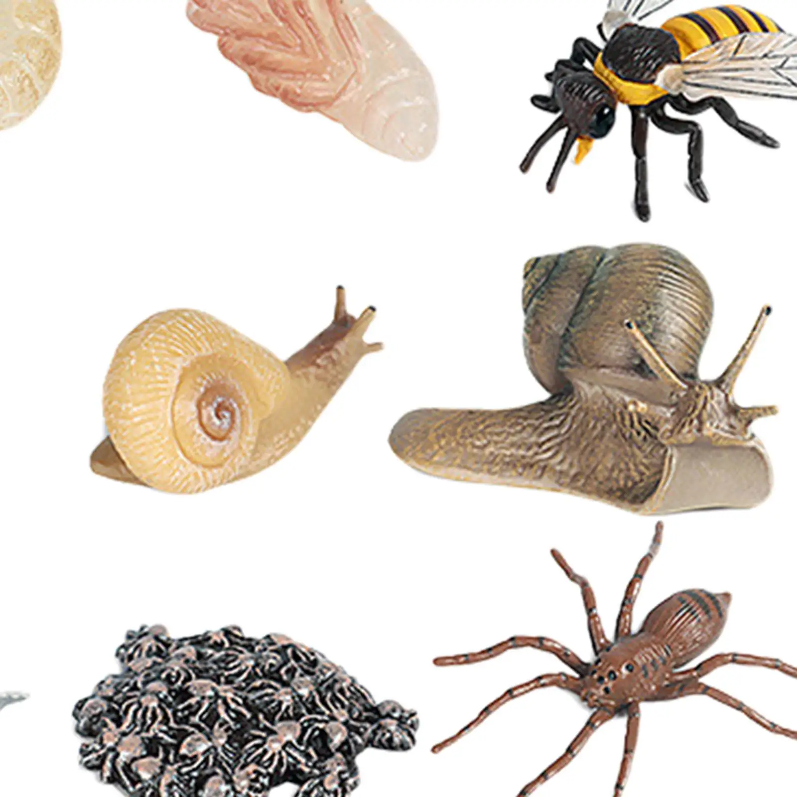 Insect Life Cycle Figurines Science Cognition Educational Toys School for Kids
