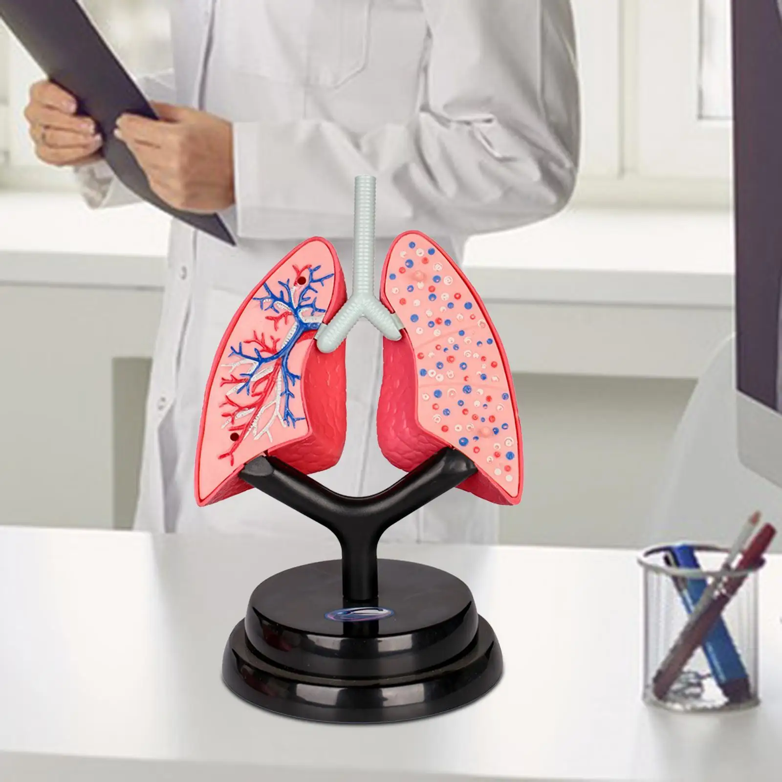 Respiratory System Model Removable Teaching Tool Organ Model for Demonstration Science Learning Home Spatial Awareness Preschool
